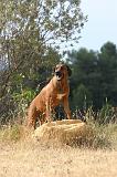 RODESIAN RIDGEBACK 245